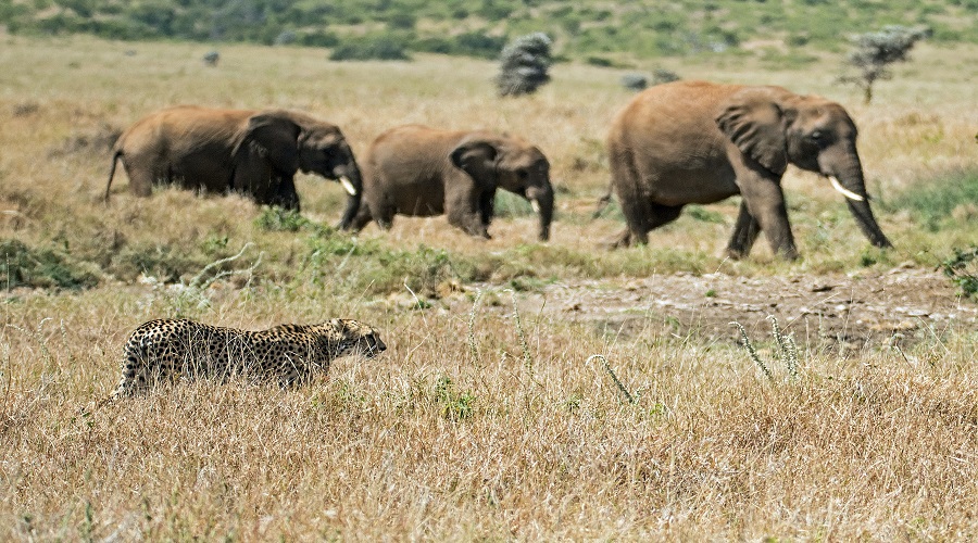Top 5 Luxury African Safari Tours in Tanzania